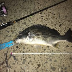 アジを求めて御所浦釣行③