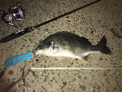 アジを求めて御所浦釣行③