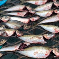 小島にて、雨の日大潮。