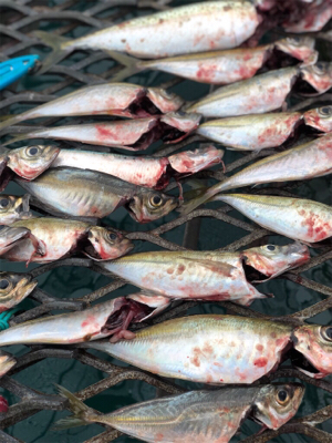 小島にて、雨の日大潮。