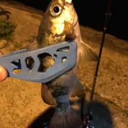 アジング求めて御所浦釣行