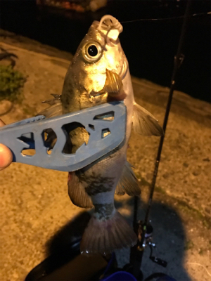 アジング求めて御所浦釣行