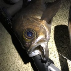 雨後の高活性！