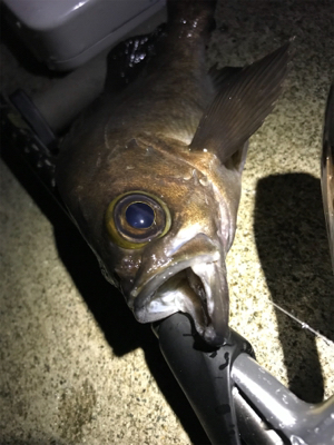 雨後の高活性！