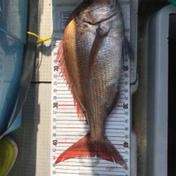 小豆島  鯛サビキ