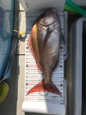 小豆島  鯛サビキ
