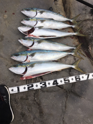 またしてもブリには