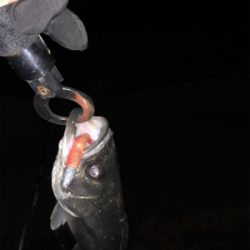 バチ抜け本格化？