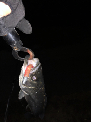 バチ抜け本格化？