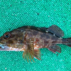 アジを求めて御所浦釣行④