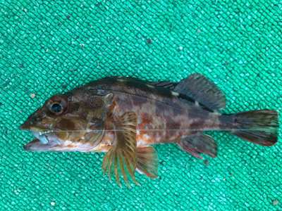 アジを求めて御所浦釣行④