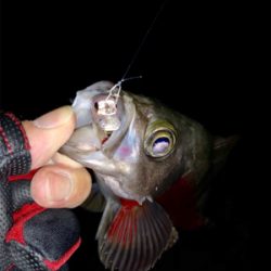 満月メバルプラッキング