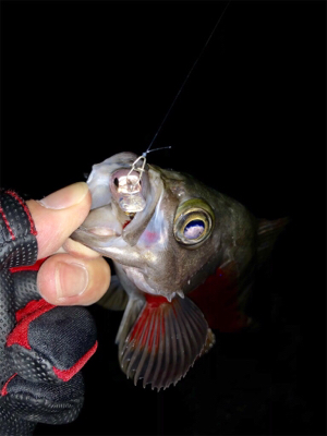 満月メバルプラッキング