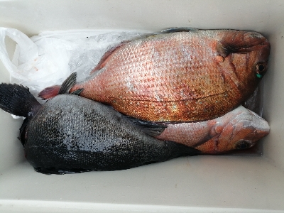 サンクスコース