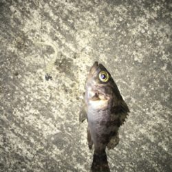 マイクロメバル