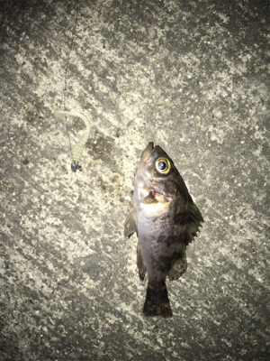 マイクロメバル