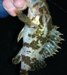 ナイトメバリング