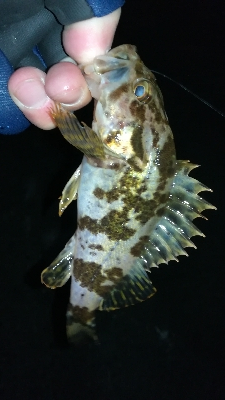 ナイトメバリング