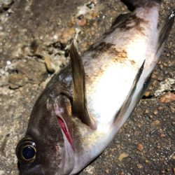 今夜はワームの日?