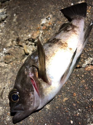 今夜はワームの日?