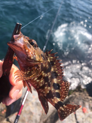 太地町でふかせ釣り