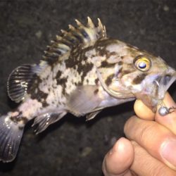 相変わらず小さい ( ˘ω˘ )