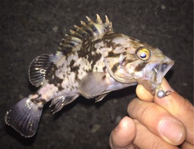 相変わらず小さい ( ˘ω˘ )