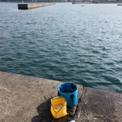 青物を求めてまたまた加太へ