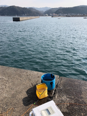 青物を求めてまたまた加太へ