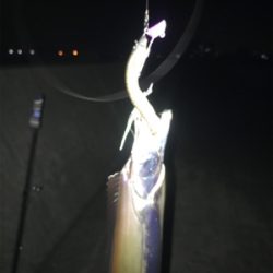 安定のタッチポン 陸