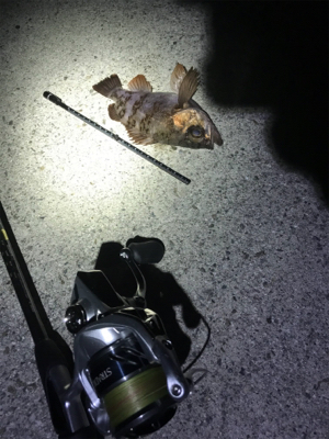 リベンジ淡路島