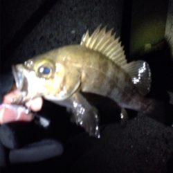 りんくうメバル