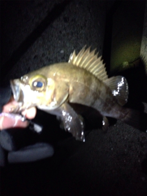 りんくうメバル