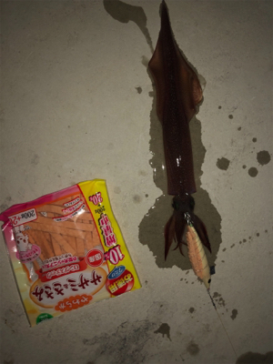 変わり種エサでヤリイカ釣り