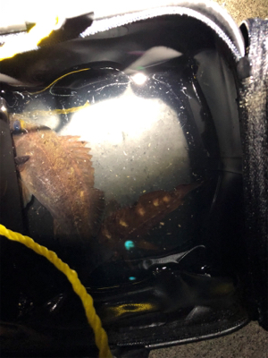 メバルを求めてランガン