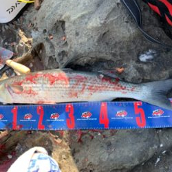 四万十市 沖磯 フカセ釣り