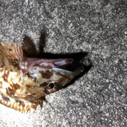 ロックフィッシュゲーム