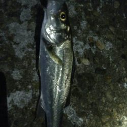 メバルプラッキング好調