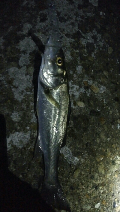 メバルプラッキング好調