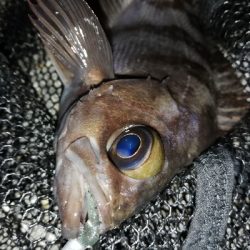 １人メバリング大会！？