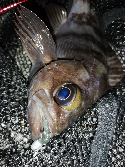 １人メバリング大会！？