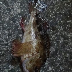 ナマコリング( ^o^)