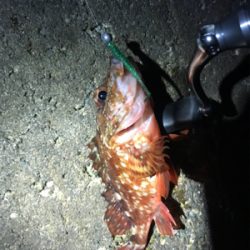 メバリング中毒