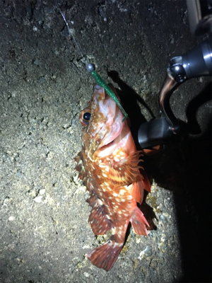 メバリング中毒