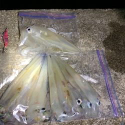 ヤリイカ、ケンサキイカ釣果!