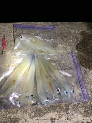 ヤリイカ、ケンサキイカ釣果!