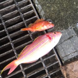 大鯛ゲット‼︎