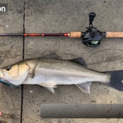 酔いどれガッツ♫