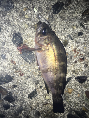 チビメバル、チビガシラ(^^;