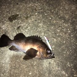 シーバスのはずが、、、